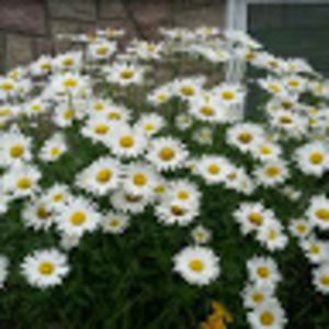 Meet your Posher, Chantal